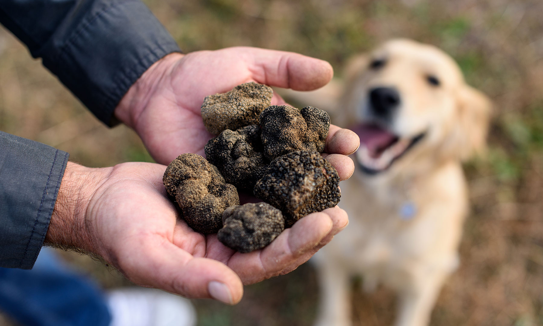 Dryas truffle